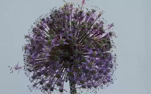 Spherical Flower Branch  from Chrome web store to be run with OffiDocs Chromium online
