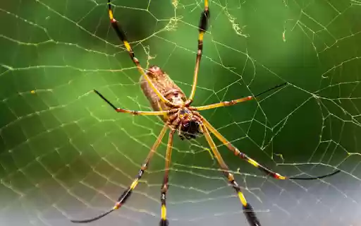 Spider and its legs  from Chrome web store to be run with OffiDocs Chromium online