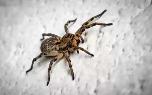 Spider crawling on cliff  from Chrome web store to be run with OffiDocs Chromium online