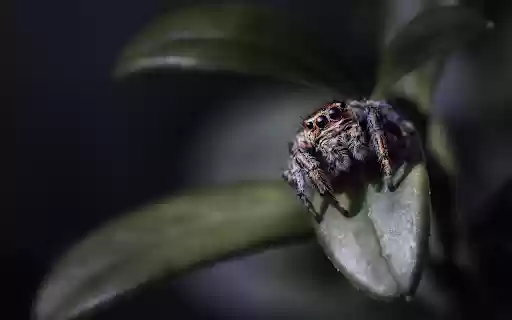 Spider crawling on leaves  from Chrome web store to be run with OffiDocs Chromium online