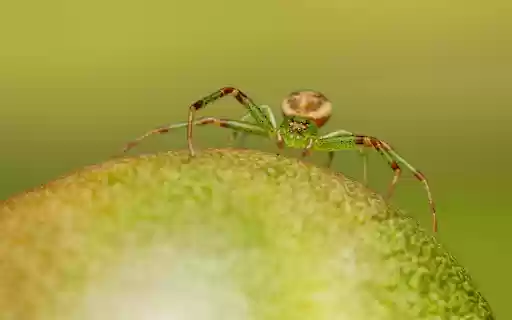 Spiders are greener  from Chrome web store to be run with OffiDocs Chromium online
