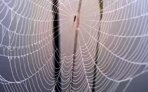 Spider Web and Baby Spider  from Chrome web store to be run with OffiDocs Chromium online