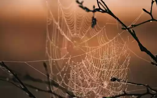 Spider Web on Brown Tree Branch during Sunset  from Chrome web store to be run with OffiDocs Chromium online