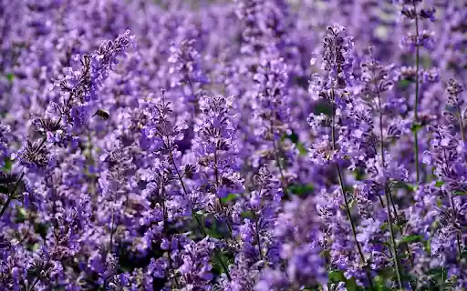 Spring purple flower field  from Chrome web store to be run with OffiDocs Chromium online