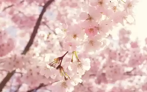 Spring Sakura Breeze Theme  from Chrome web store to be run with OffiDocs Chromium online