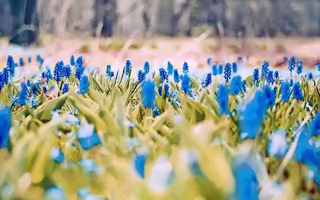 Spring Weather Arizona  from Chrome web store to be run with OffiDocs Chromium online