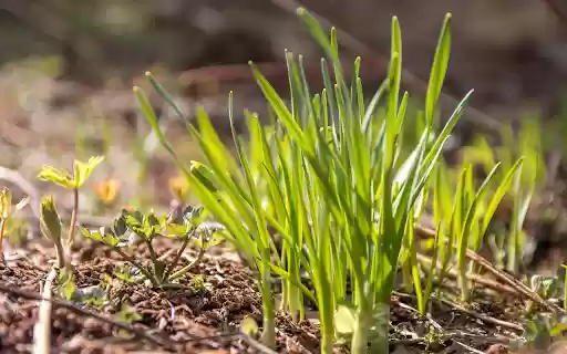 Sprouts in the sun  from Chrome web store to be run with OffiDocs Chromium online