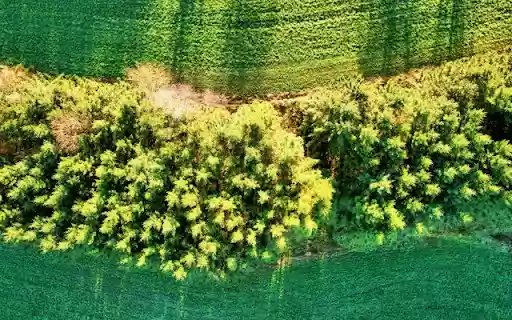 Spruce tree tops  from Chrome web store to be run with OffiDocs Chromium online