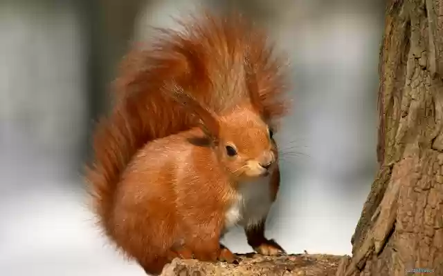 Squirrel  from Chrome web store to be run with OffiDocs Chromium online
