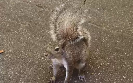 Squirrel and bushy tail from Chrome web store to be run with OffiDocs Chromium online Squirrel and bushy tail from Chrome web store to be run with OffiDocs Chromium online