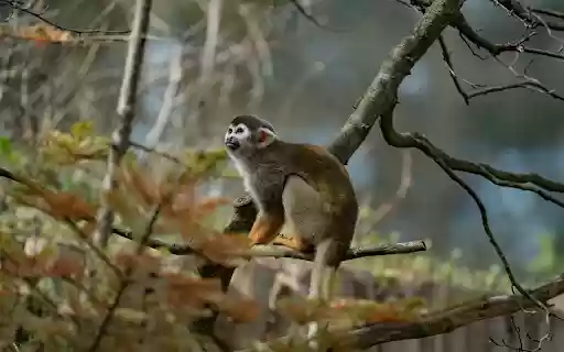 squirrel monkey from Chrome web store to be run with OffiDocs Chromium online squirrel monkey from Chrome web store to be run with OffiDocs Chromium online