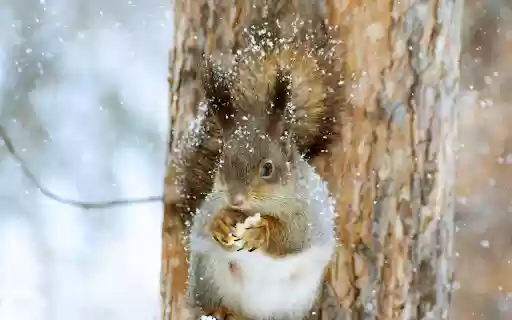 Squirrel playing in the snow  from Chrome web store to be run with OffiDocs Chromium online