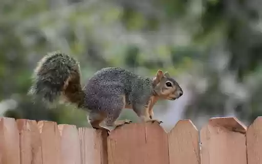 Squirrels climb the fence from Chrome web store to be run with OffiDocs Chromium online Squirrels climb the fence from Chrome web store to be run with OffiDocs Chromium online