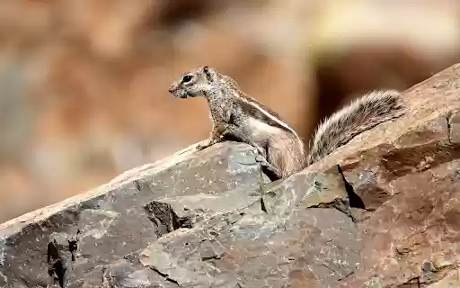 Squirrel with striped back  from Chrome web store to be run with OffiDocs Chromium online
