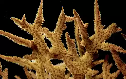 Staghorn coral bushes  from Chrome web store to be run with OffiDocs Chromium online