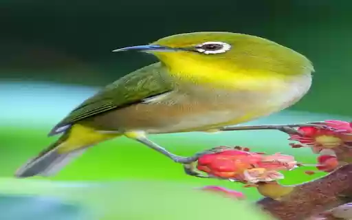 starling wallpaper  from Chrome web store to be run with OffiDocs Chromium online