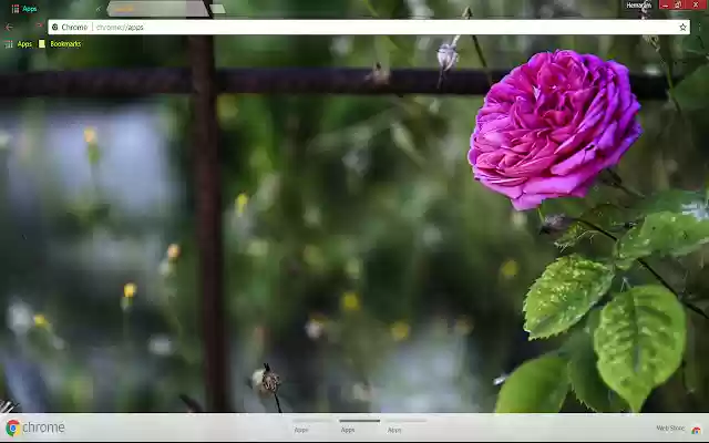 Startling Rose from Chrome web store to be run with OffiDocs Chromium online Startling Rose from Chrome web store to be run with OffiDocs Chromium online