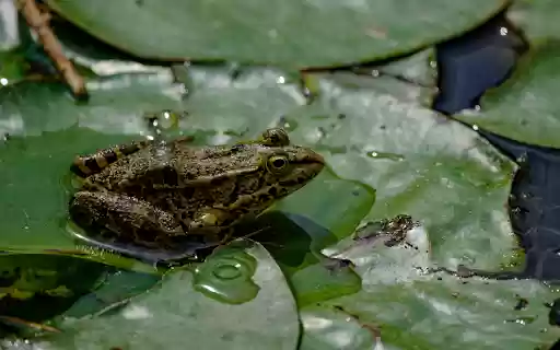 Stillness of the Frog Pond from Chrome web store to be run with OffiDocs Chromium online Stillness of the Frog Pond from Chrome web store to be run with OffiDocs Chromium online