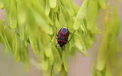 Stink bug on fresh flower branch  from Chrome web store to be run with OffiDocs Chromium online