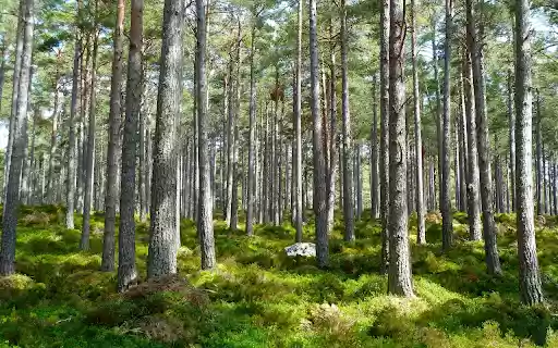 Straight pine trees  from Chrome web store to be run with OffiDocs Chromium online