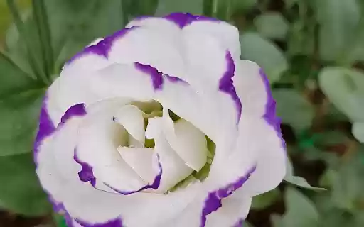 Strangely beautiful flower  from Chrome web store to be run with OffiDocs Chromium online