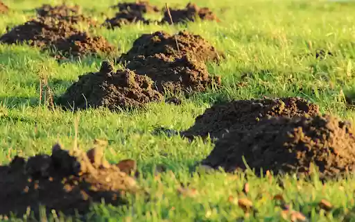 Strange mounds of land  from Chrome web store to be run with OffiDocs Chromium online