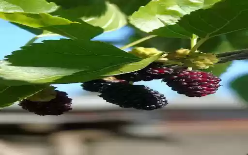 strawberry branch wallpaper with fruit  from Chrome web store to be run with OffiDocs Chromium online