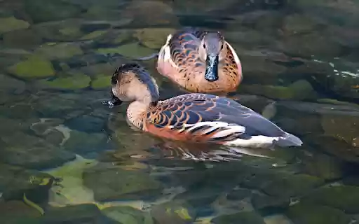 Stream ducks  from Chrome web store to be run with OffiDocs Chromium online