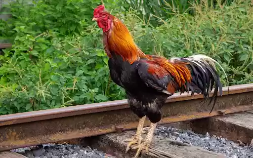 Strong rooster  from Chrome web store to be run with OffiDocs Chromium online