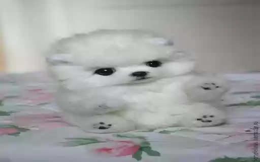 stuffed animal dog wallpapery  from Chrome web store to be run with OffiDocs Chromium online
