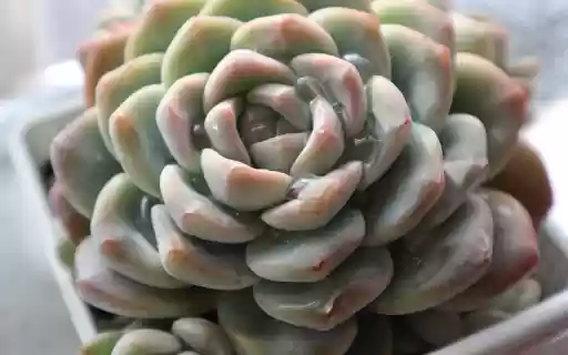 Succulent plant and water drops  from Chrome web store to be run with OffiDocs Chromium online