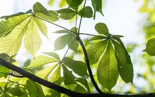 Sun and Leaves from Chrome web store to be run with OffiDocs Chromium online Sun and Leaves from Chrome web store to be run with OffiDocs Chromium online