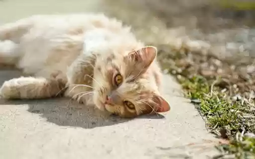 Sunbathing Pussy Cat  from Chrome web store to be run with OffiDocs Chromium online