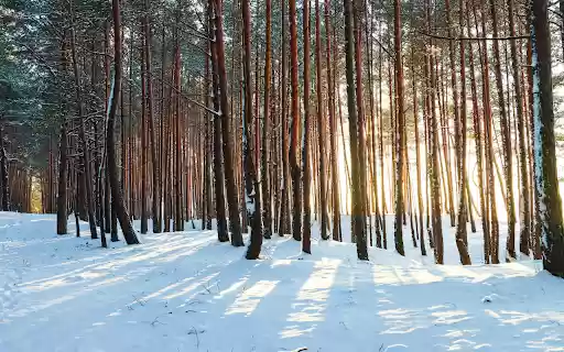 Sunlight through the trees  from Chrome web store to be run with OffiDocs Chromium online