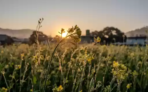 Sunrise and flowers  from Chrome web store to be run with OffiDocs Chromium online