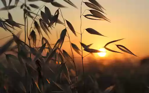 Sunset behind the bamboo grove  from Chrome web store to be run with OffiDocs Chromium online