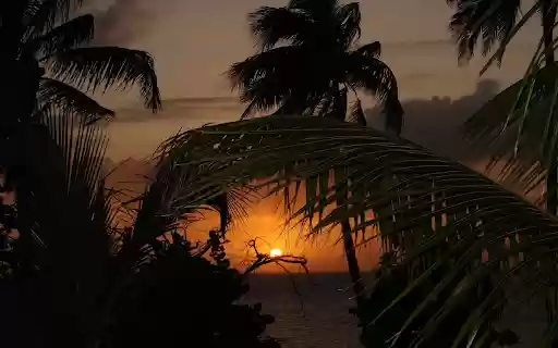 Sunset behind the coconut groves  from Chrome web store to be run with OffiDocs Chromium online