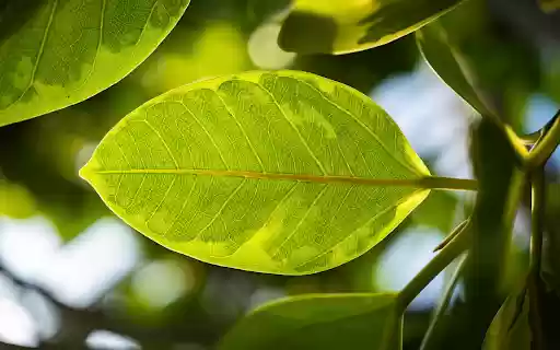 sunshine and leaves from Chrome web store to be run with OffiDocs Chromium online sunshine and leaves from Chrome web store to be run with OffiDocs Chromium online