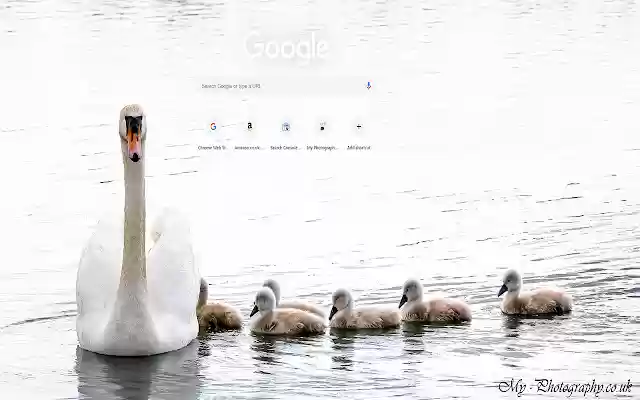 Swan and cygnets. from Chrome web store to be run with OffiDocs Chromium online Swan and cygnets. from Chrome web store to be run with OffiDocs Chromium online