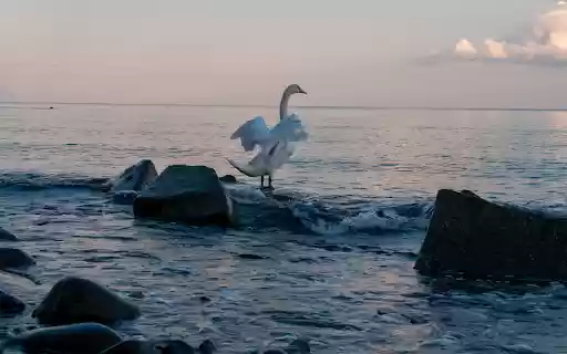 Swan Flapping Its Wings  from Chrome web store to be run with OffiDocs Chromium online