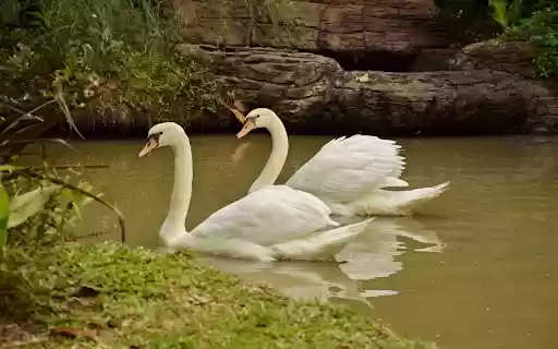 Swans and small lake  from Chrome web store to be run with OffiDocs Chromium online