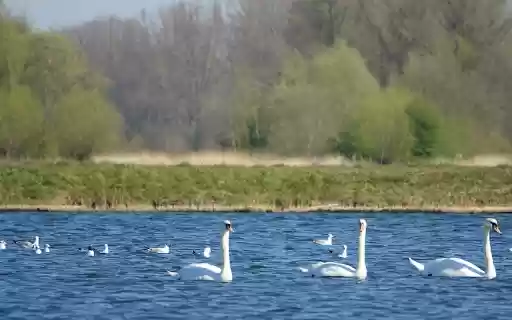 Swans by the blue lake from Chrome web store to be run with OffiDocs Chromium online Swans by the blue lake from Chrome web store to be run with OffiDocs Chromium online