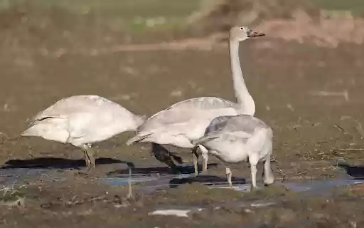 Swans looking for food  from Chrome web store to be run with OffiDocs Chromium online