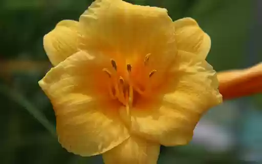 Sweet flower  from Chrome web store to be run with OffiDocs Chromium online