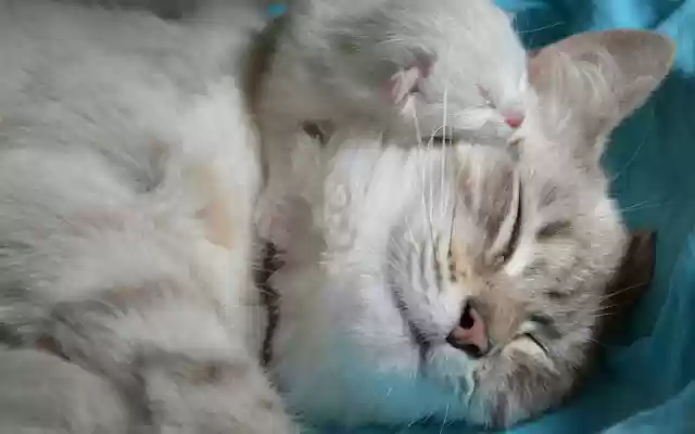 Sweet Kittens  from Chrome web store to be run with OffiDocs Chromium online