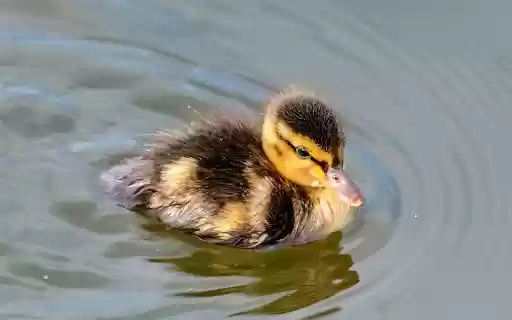 Swimming Duck  from Chrome web store to be run with OffiDocs Chromium online Swimming Duck  from Chrome web store to be run with OffiDocs Chromium online