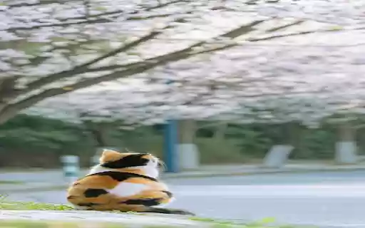 Tabby cat sitting on the sidewalk Wallpaper  from Chrome web store to be run with OffiDocs Chromium online