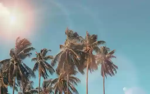 Tall coconut tree  from Chrome web store to be run with OffiDocs Chromium online