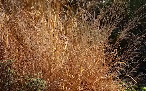 Tall dry grass  from Chrome web store to be run with OffiDocs Chromium online