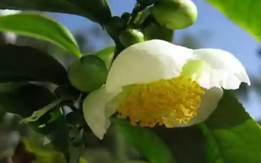 Tamanu flower wallpaper  from Chrome web store to be run with OffiDocs Chromium online